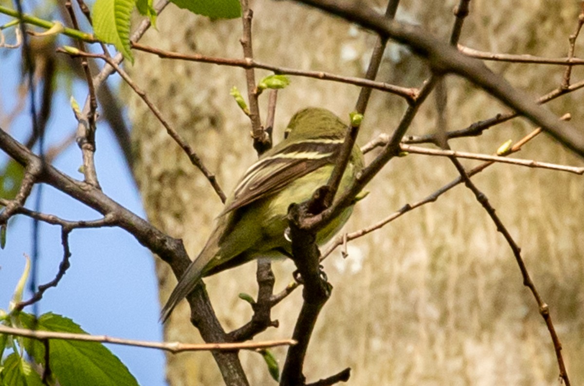 Yellow-bellied Flycatcher - ML158810281