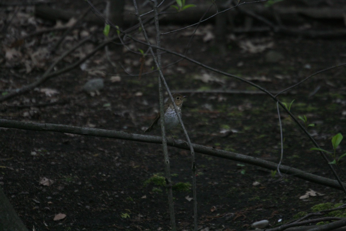 Swainson's Thrush - ML158810871