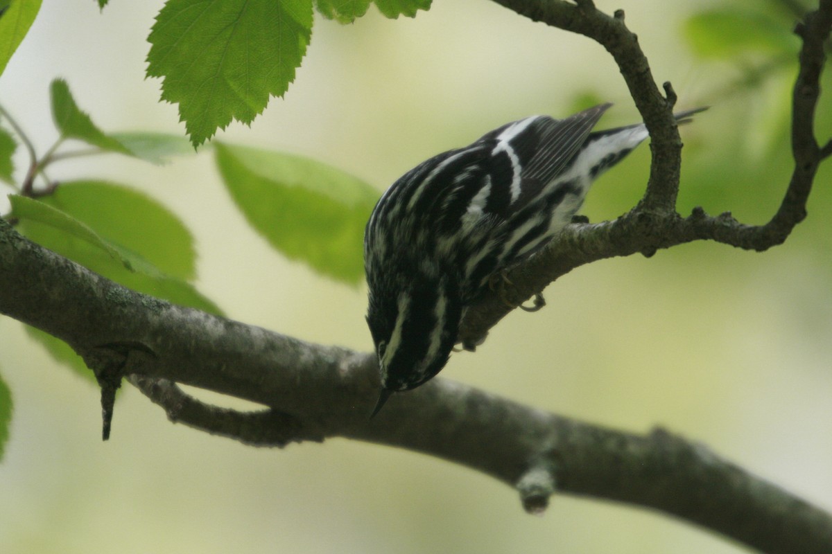 Black-and-white Warbler - ML158811271