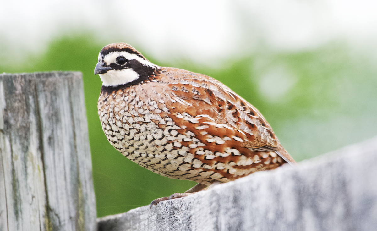 Northern Bobwhite - Rickey Shive
