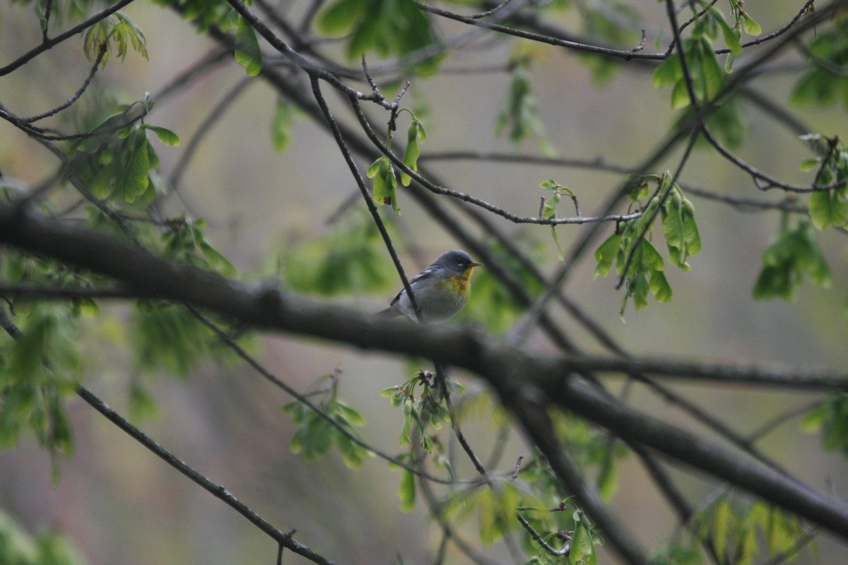 Northern Parula - ML158811681