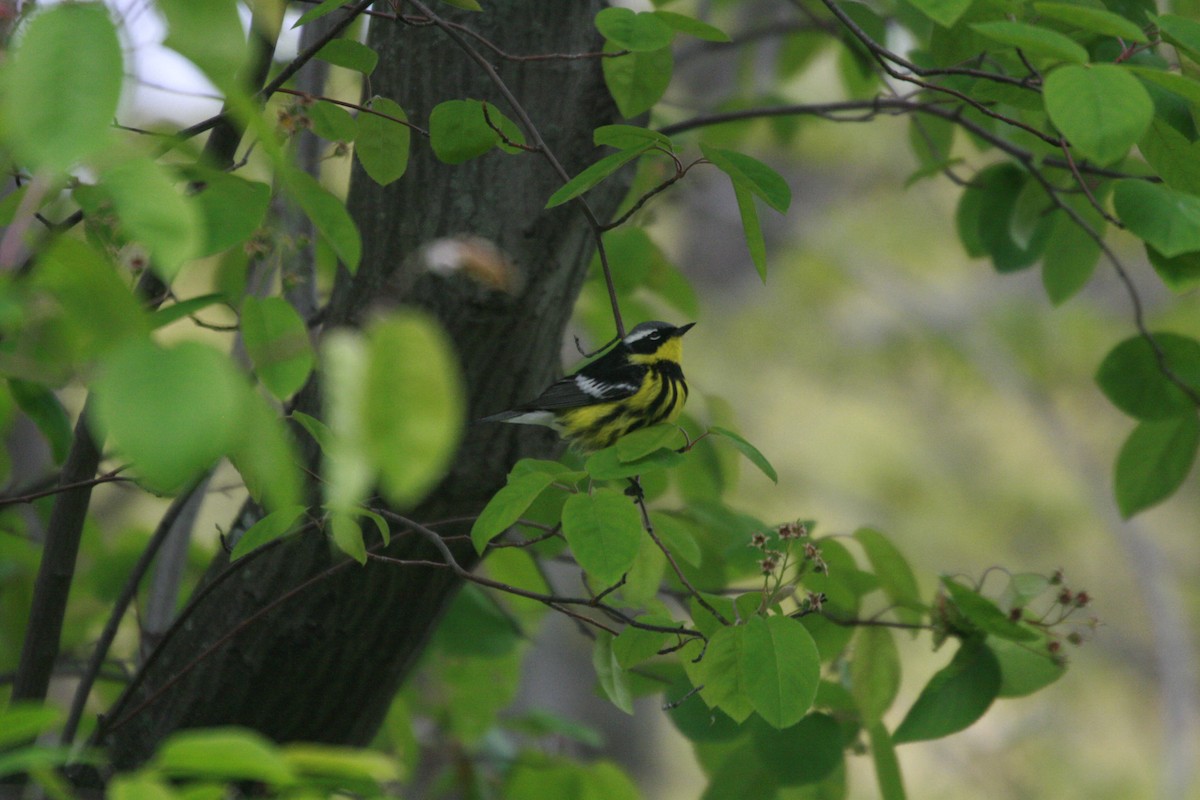 Magnolia Warbler - ML158811921