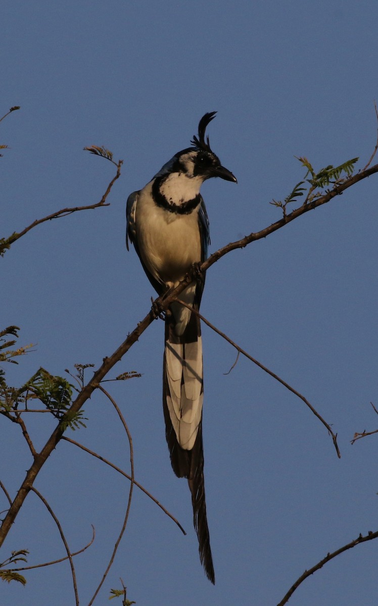 Black-throated x White-throated Magpie-Jay (hybrid) - ML158812171