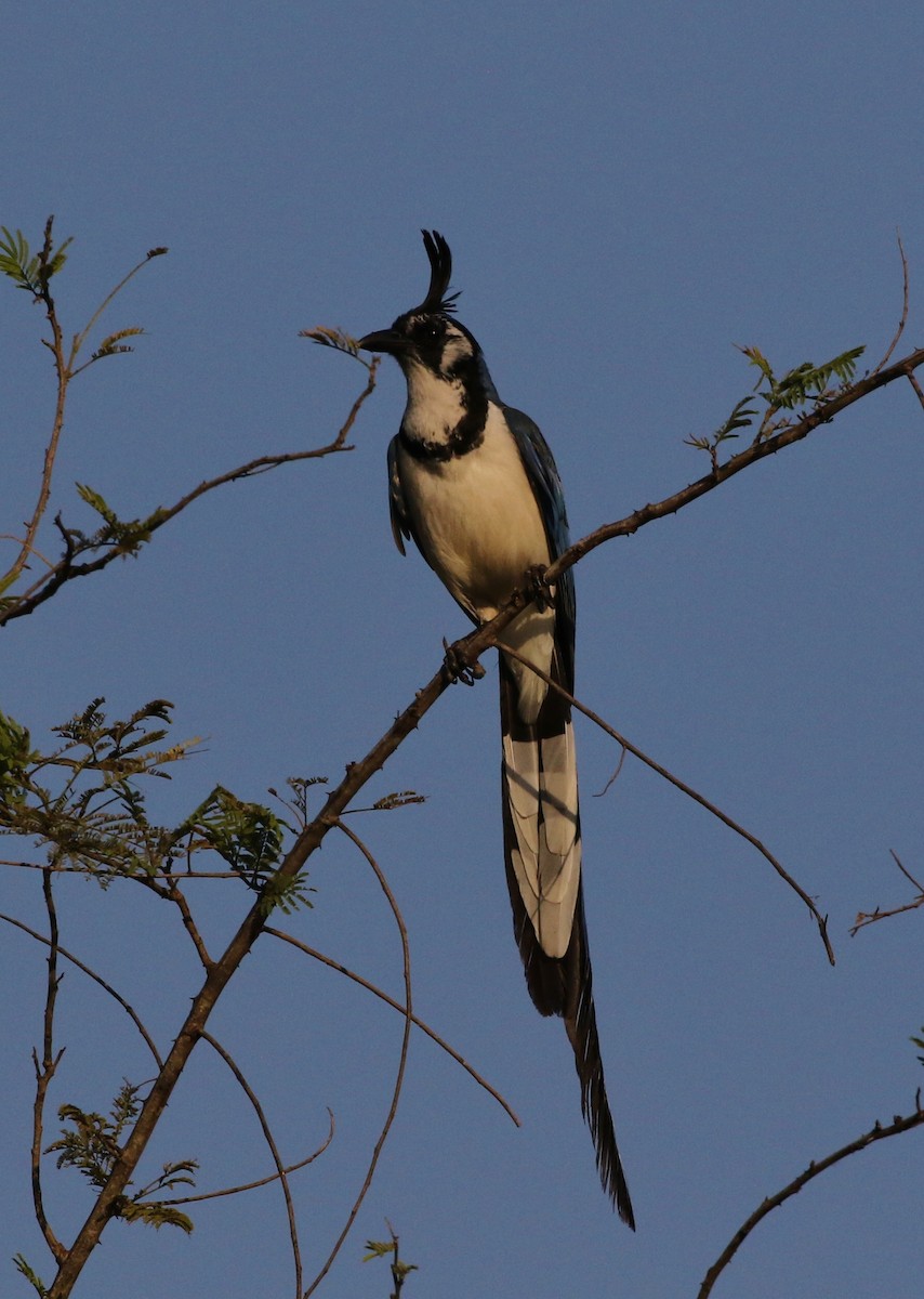 Black-throated x White-throated Magpie-Jay (hybrid) - ML158812251