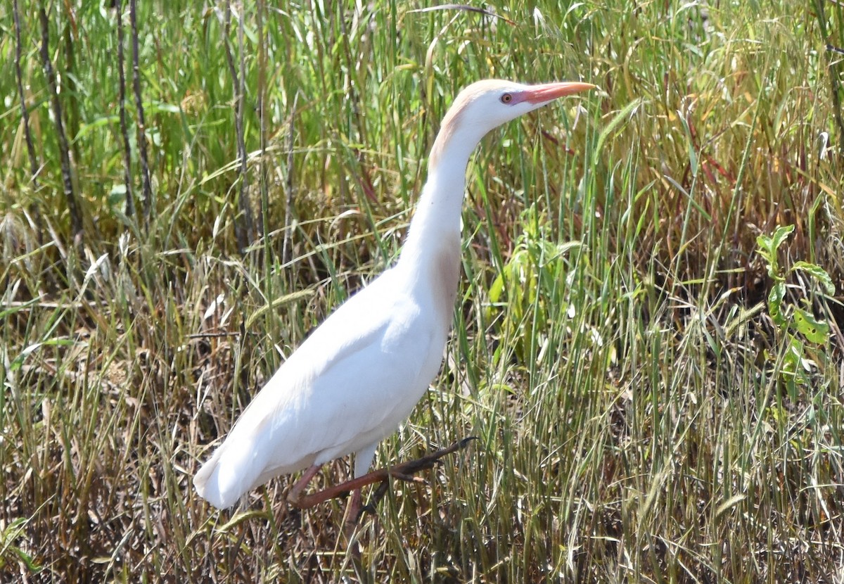 Western Cattle-Egret - Christi McMillen