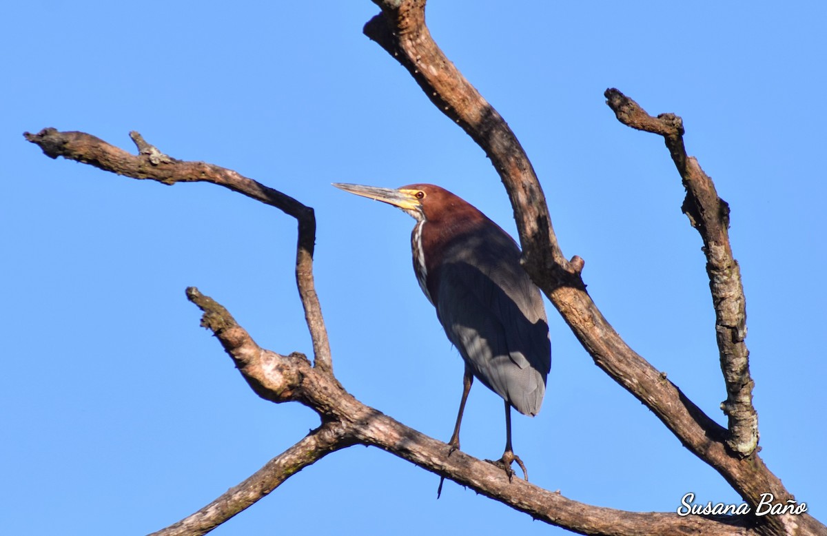 Rufescent Tiger-Heron - ML158812881