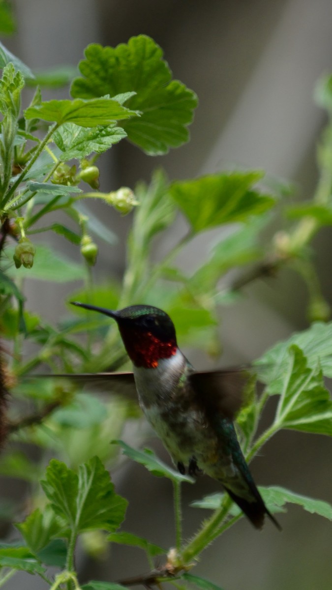 Ruby-throated Hummingbird - ML158813721