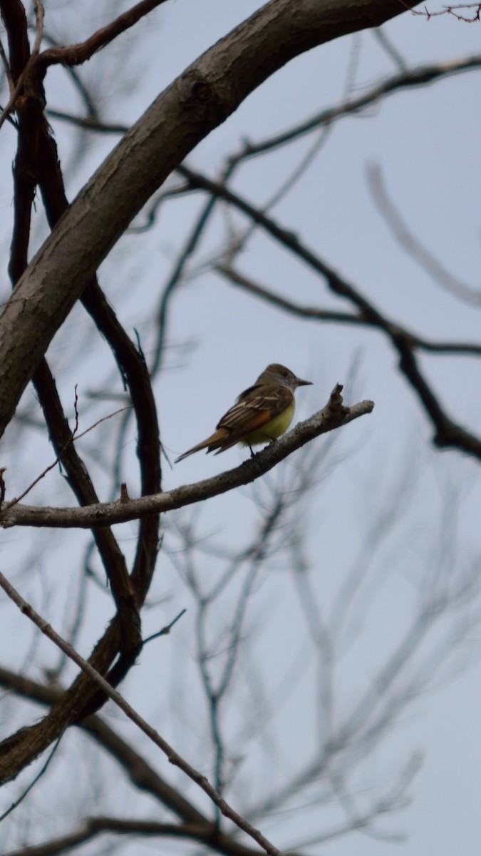 Great Crested Flycatcher - ML158813921