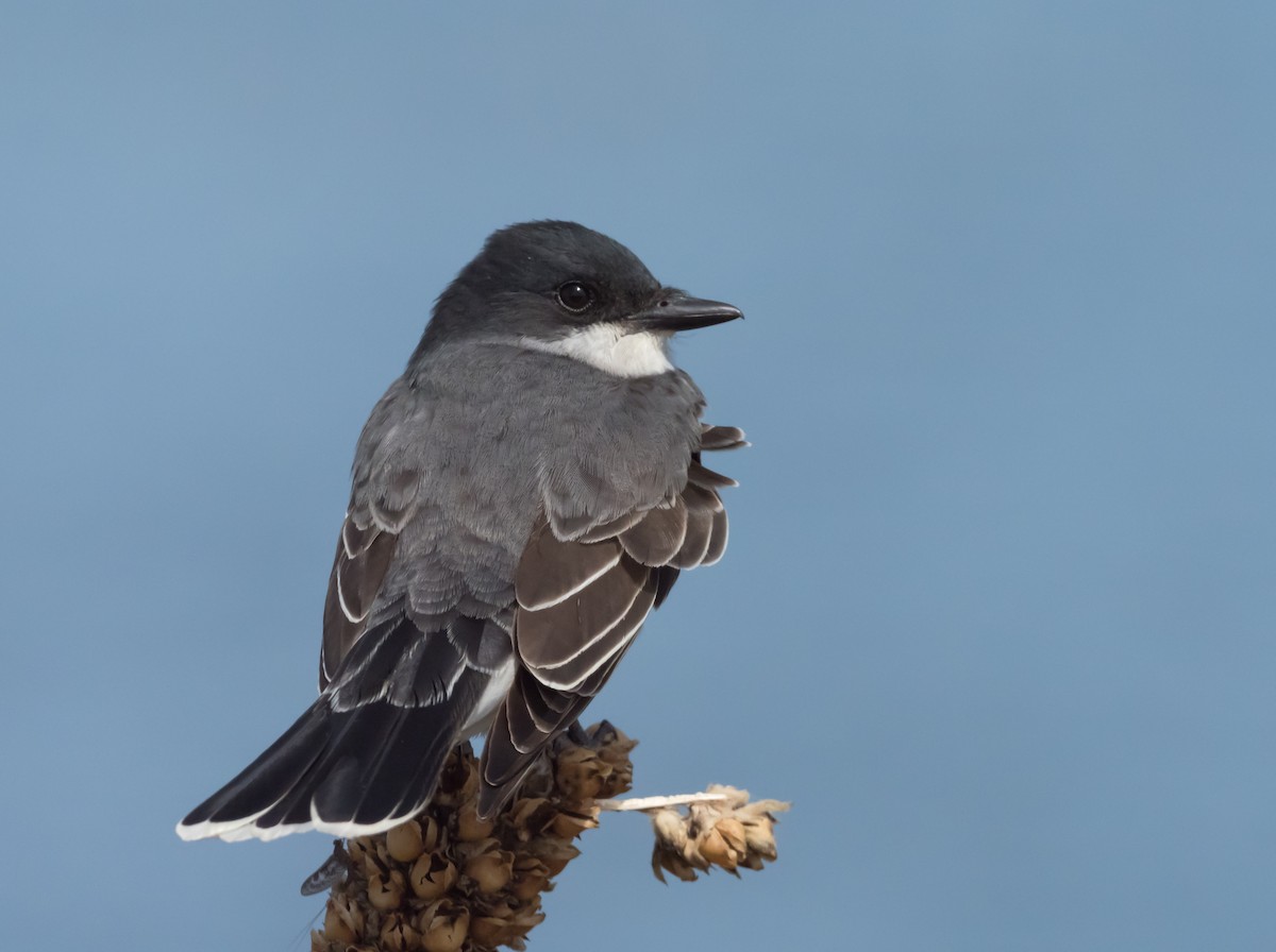 Eastern Kingbird - Steve Wickliffe