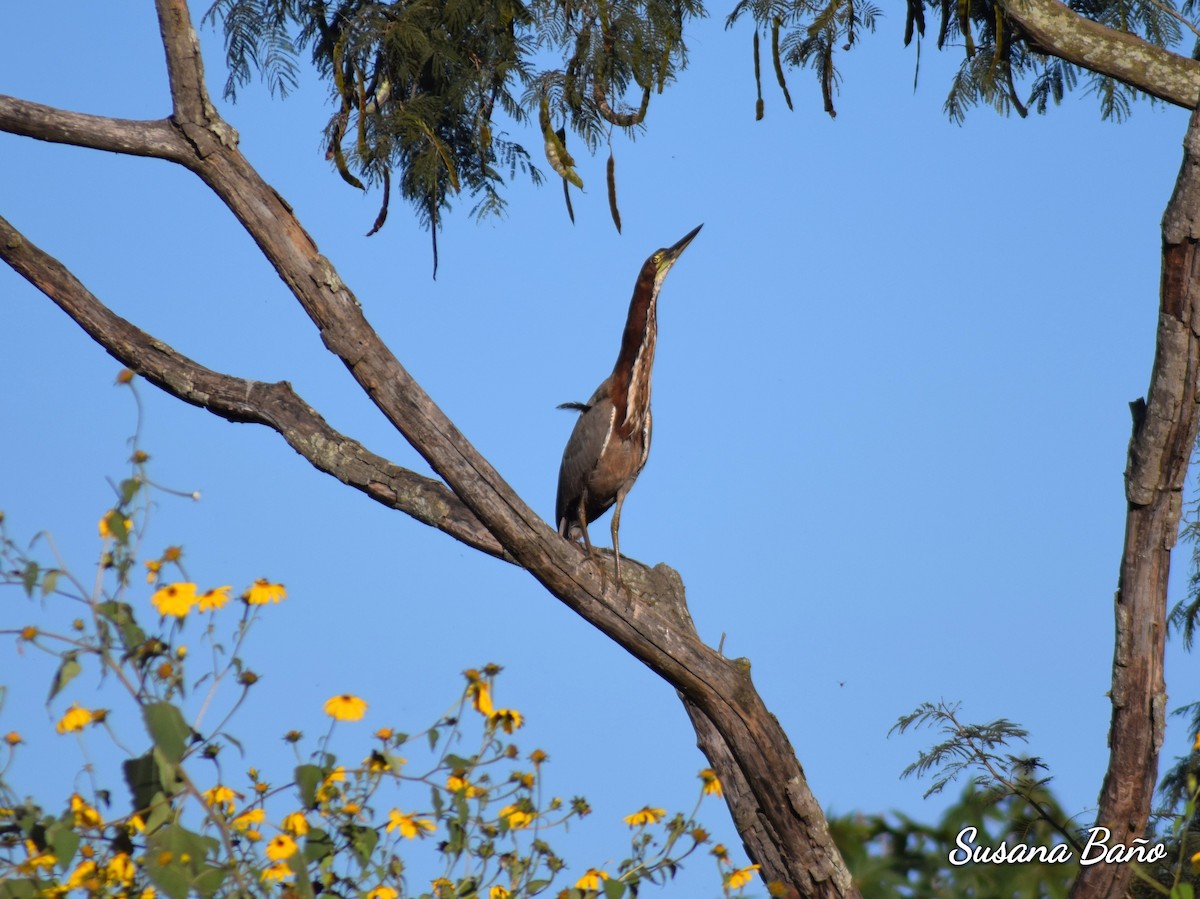 トラフサギ - ML158814501