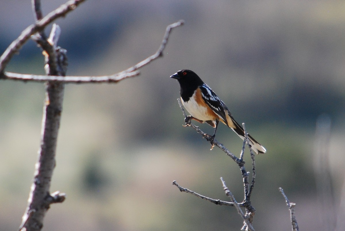 Spotted Towhee - ML158815311