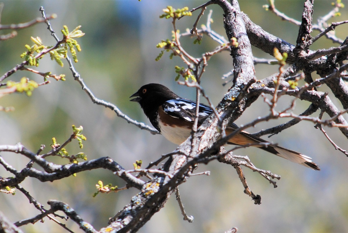 Spotted Towhee - ML158815821