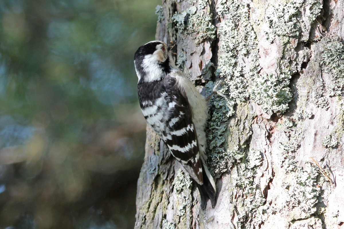 Цоохор тоншуул - ML158816651