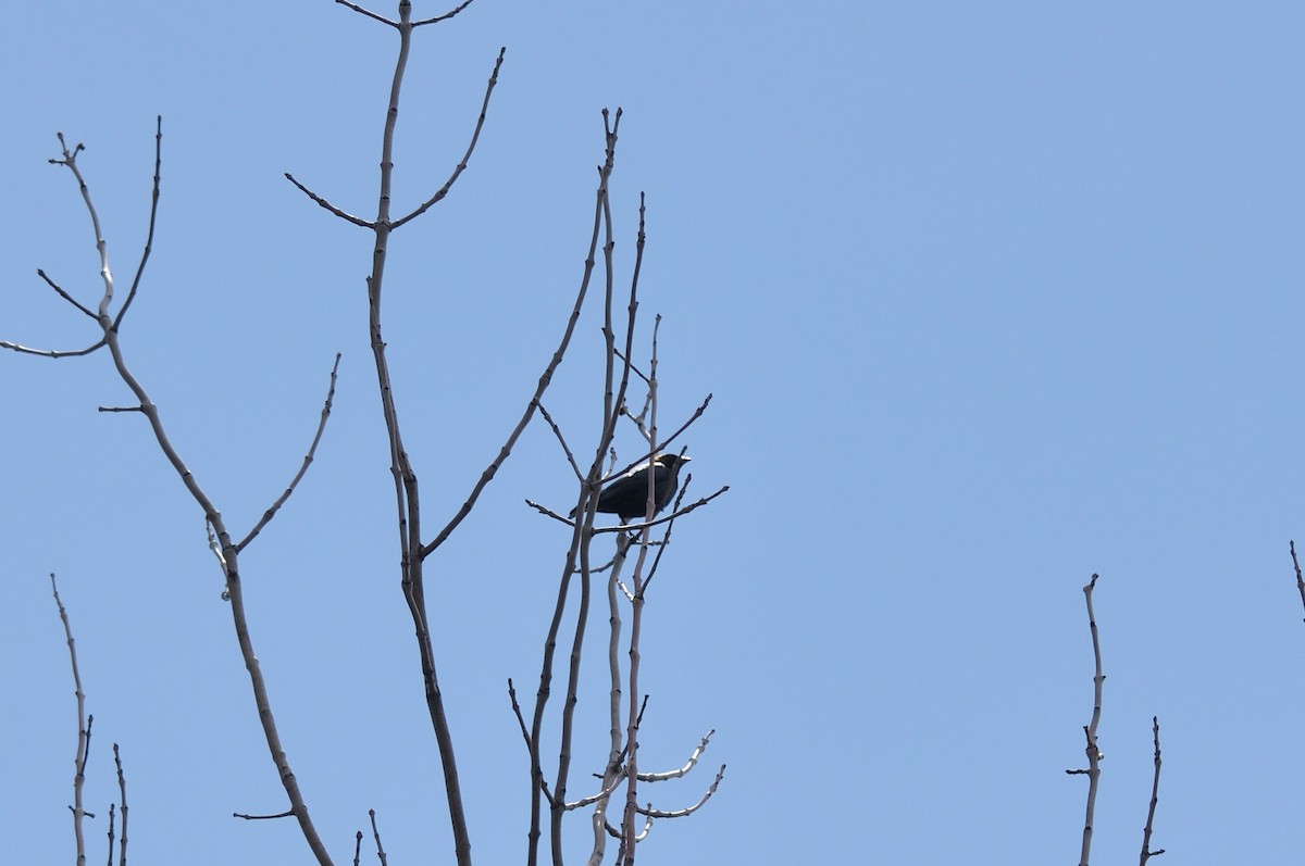 Bobolink - ML158817731