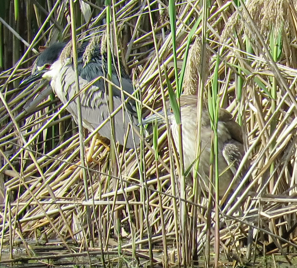 Black-crowned Night Heron - ML158818181