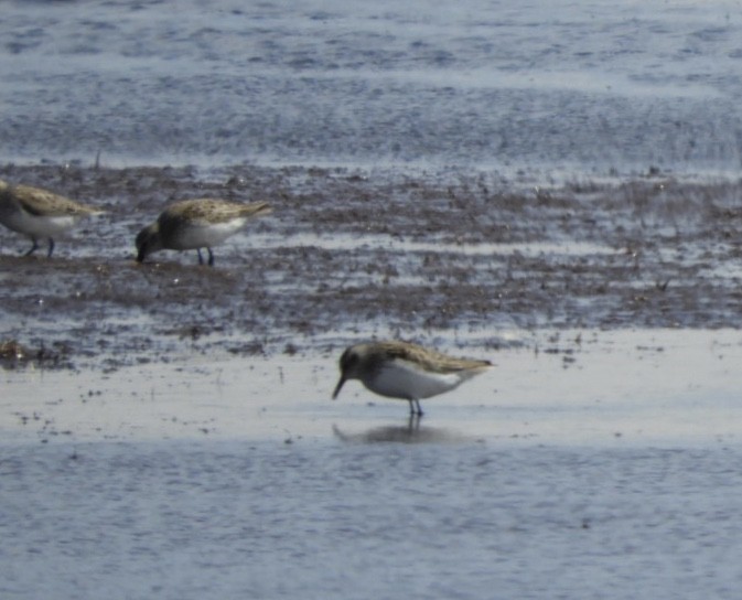 Semipalmated Sandpiper - ML158818801