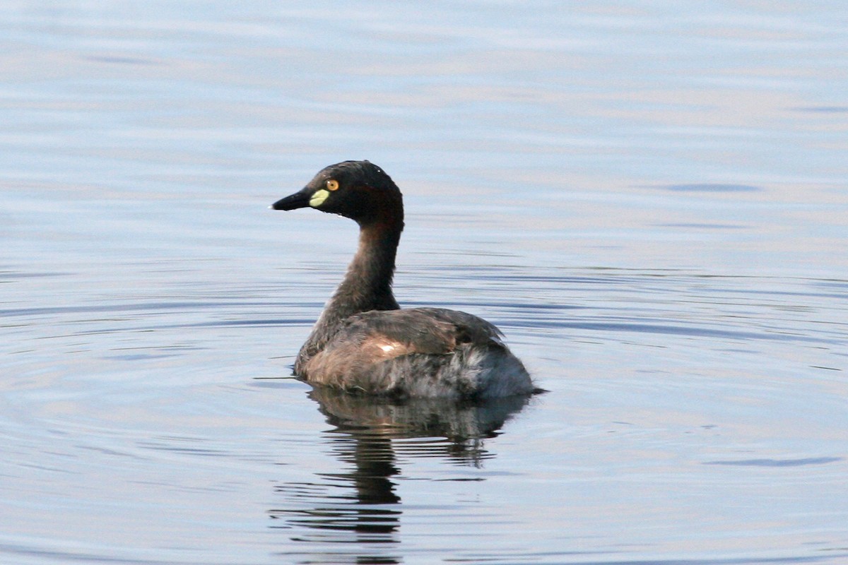 Australasian Grebe - ML158818841