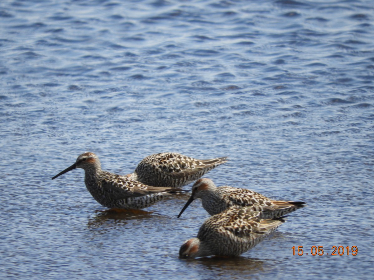 Stilt Sandpiper - ML158818961