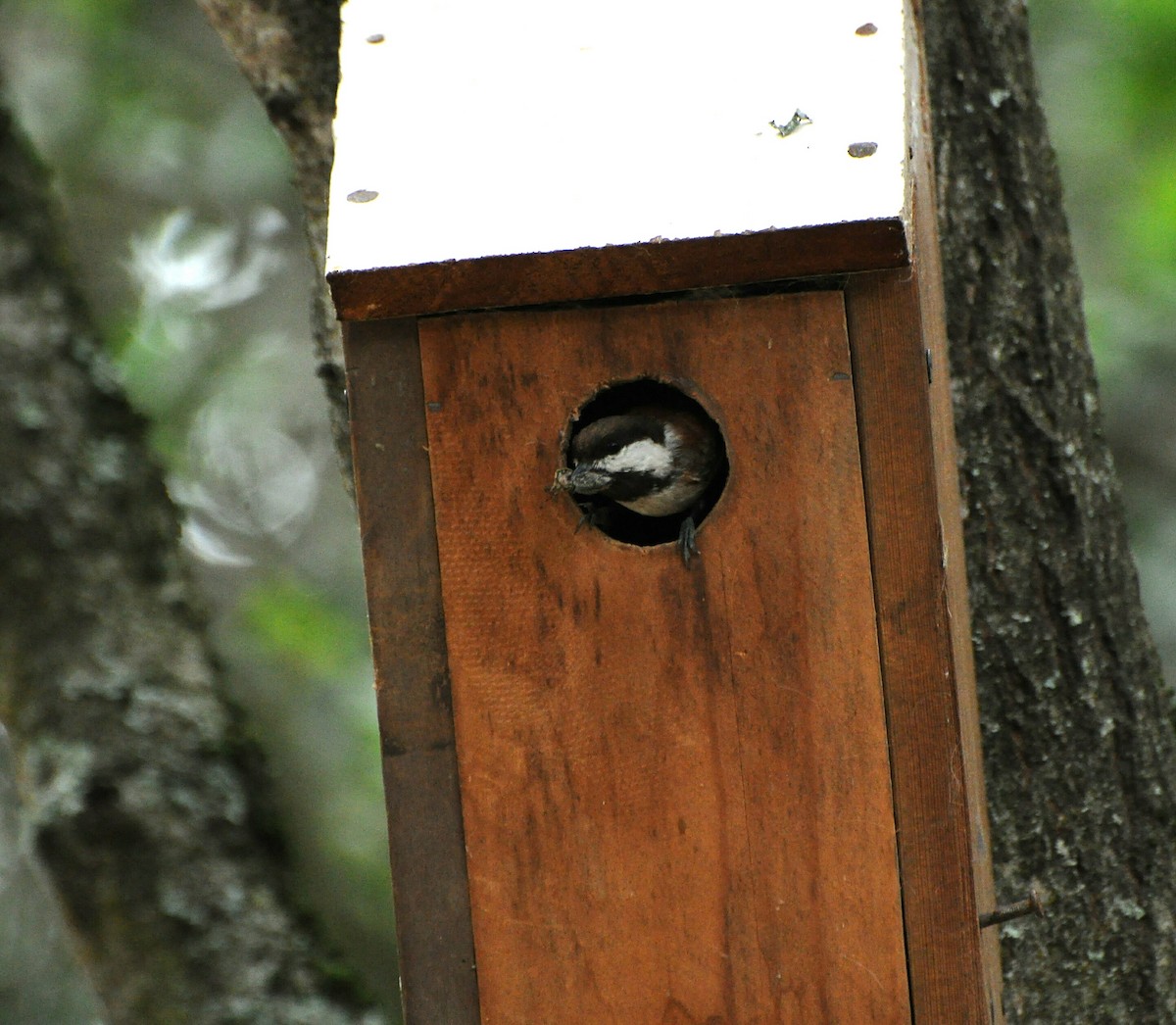 Mésange à dos marron - ML158819041