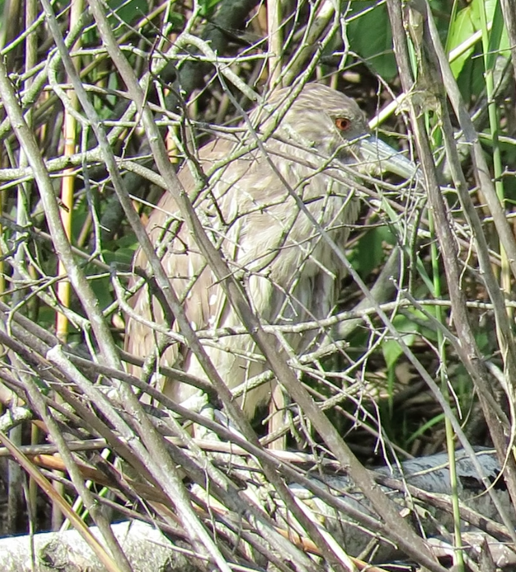 Black-crowned Night Heron - ML158819441