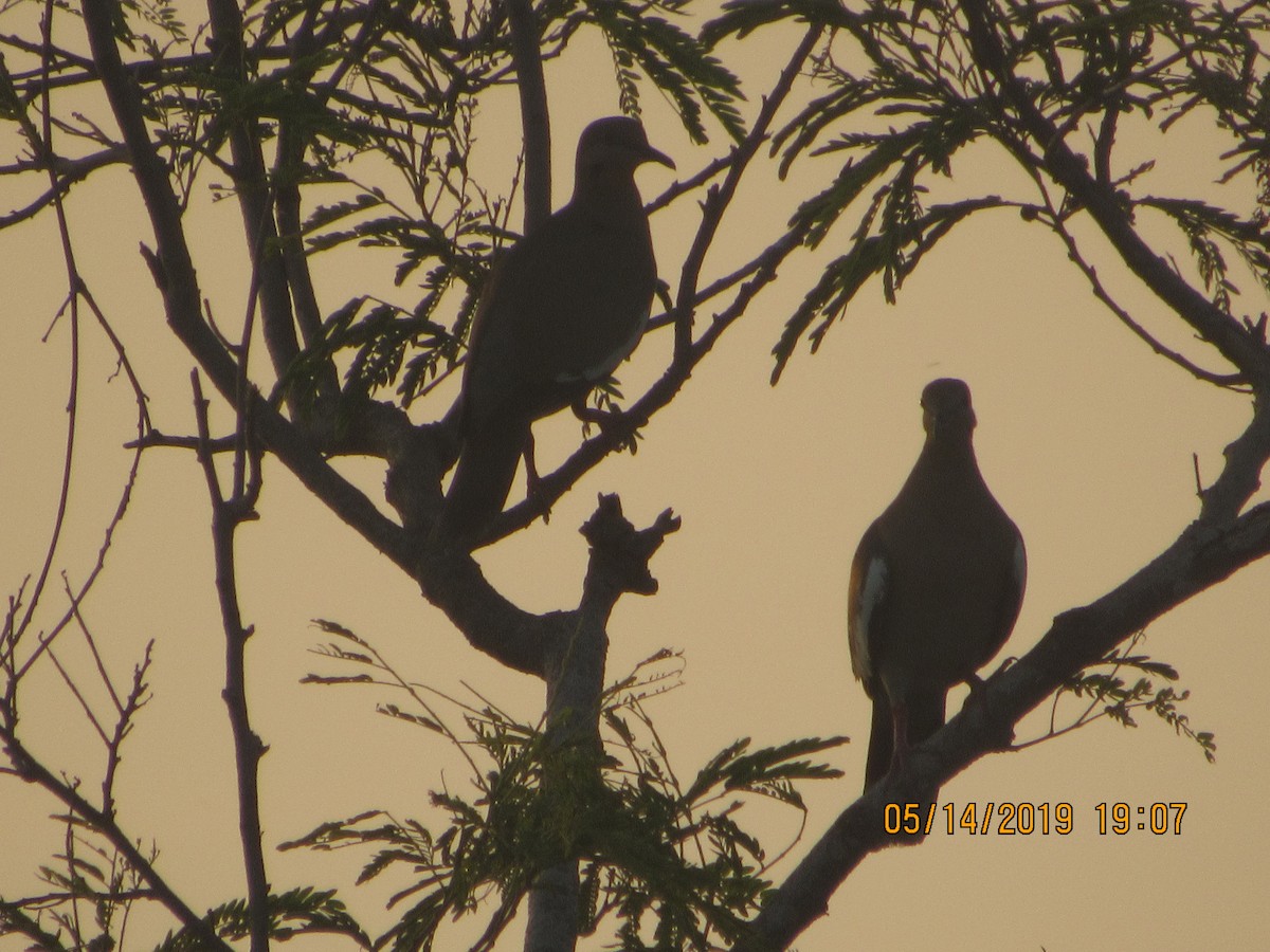 White-winged Dove - ML158820261