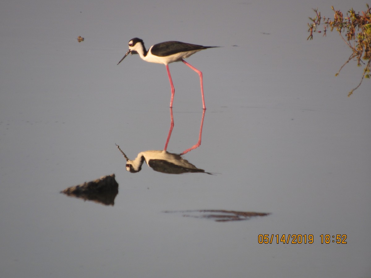 Black-necked Stilt - Vivian F. Moultrie