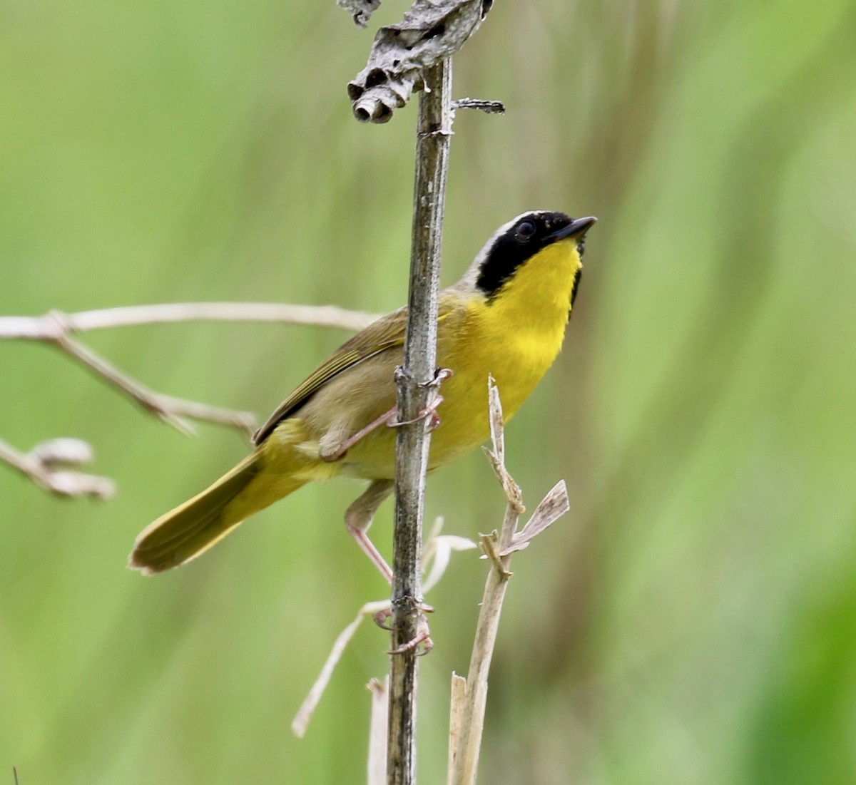 Common Yellowthroat - ML158821371