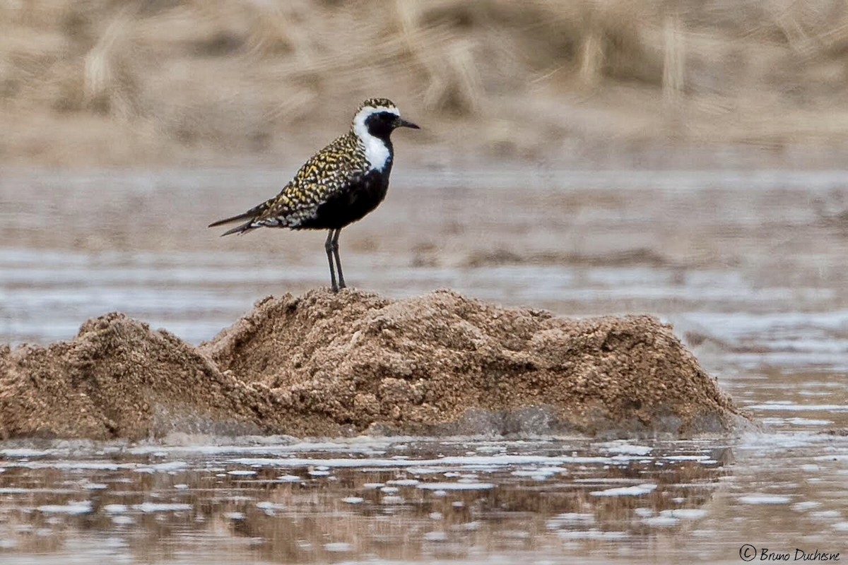 American Golden-Plover - ML158821451