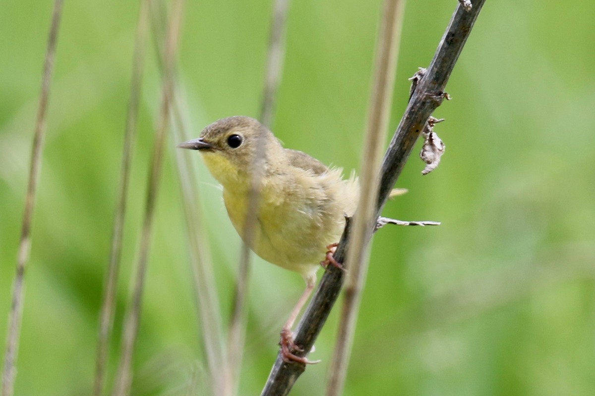 Weidengelbkehlchen - ML158821561