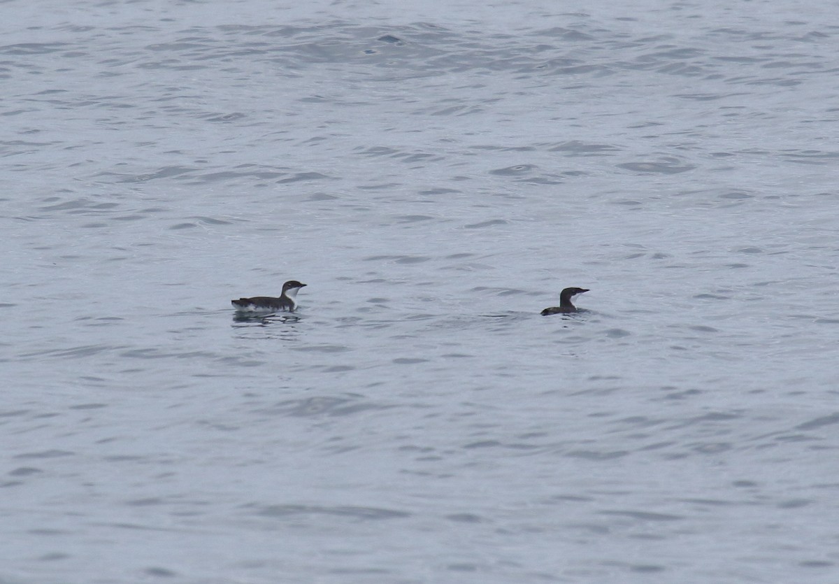 Scripps's Murrelet - ML158821991