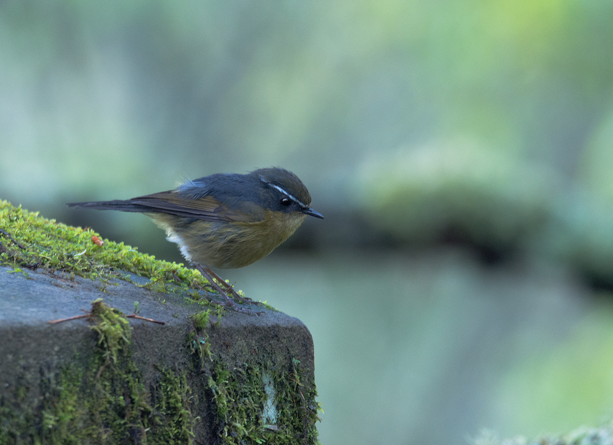 Robin à sourcils blancs - ML158824121