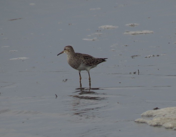 Pectoral Sandpiper - ML158824341