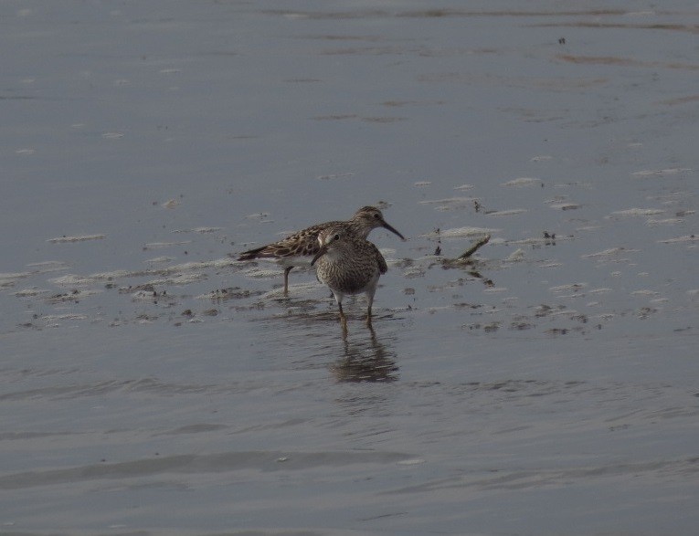 Pectoral Sandpiper - Maryury  Gomez