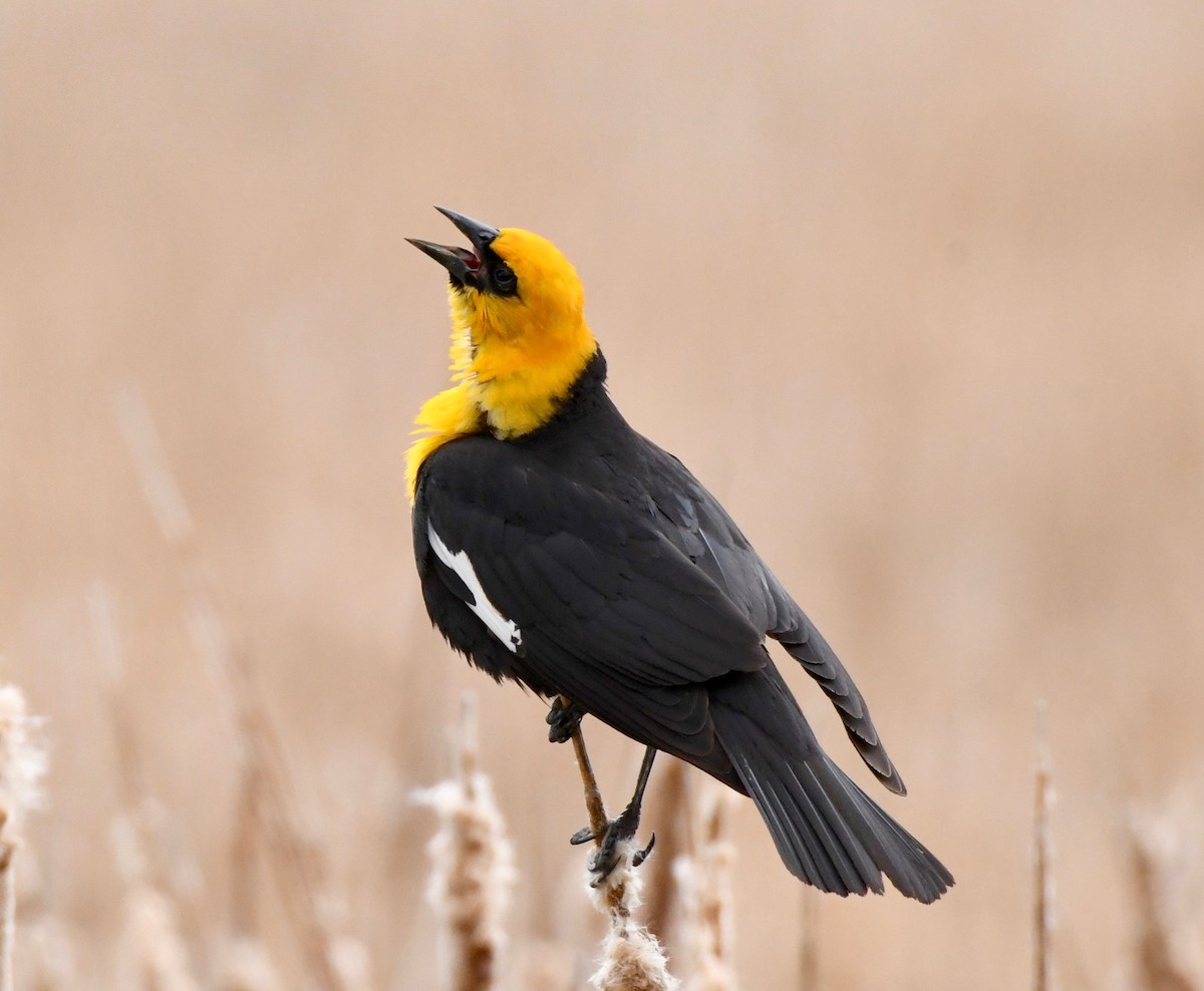 Yellow-headed Blackbird - Adam Dudley