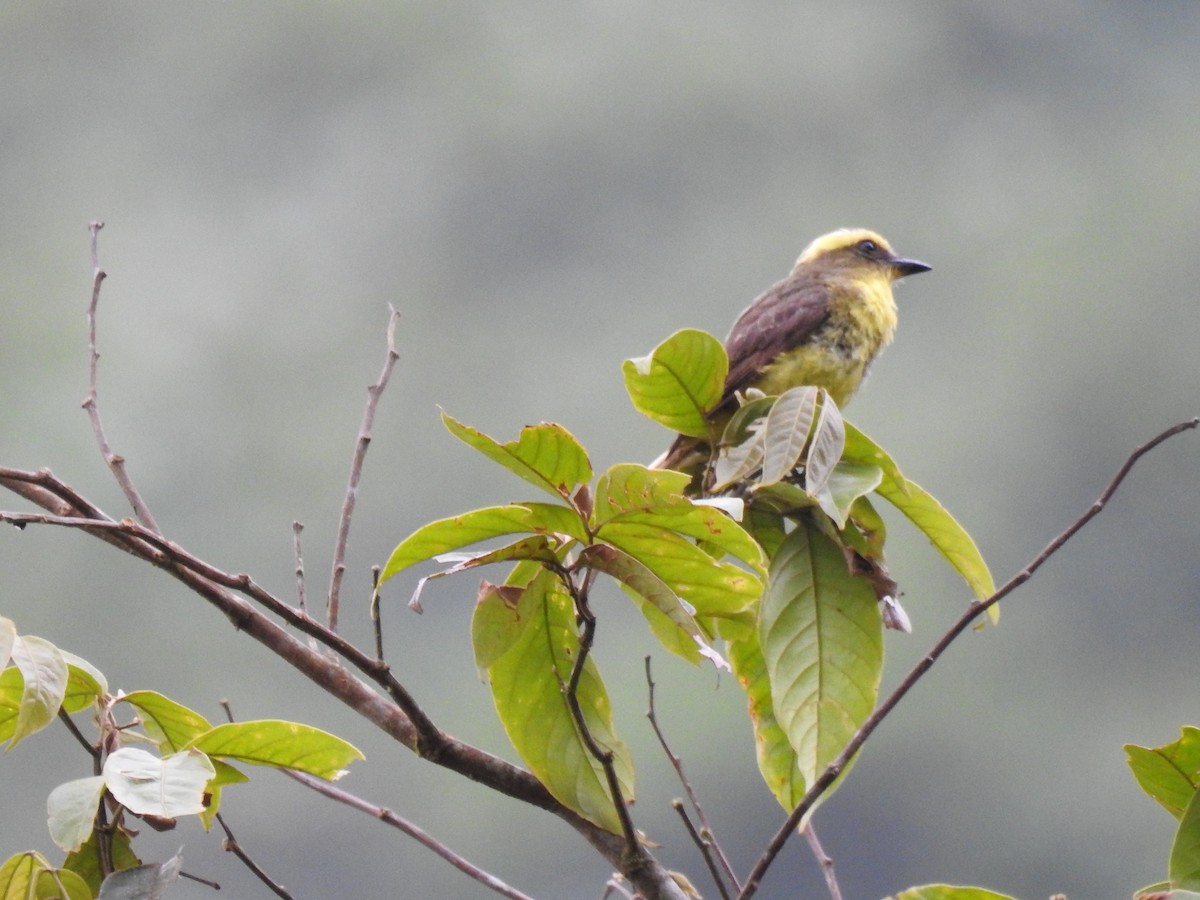 Lemon-browed Flycatcher - ML158824931