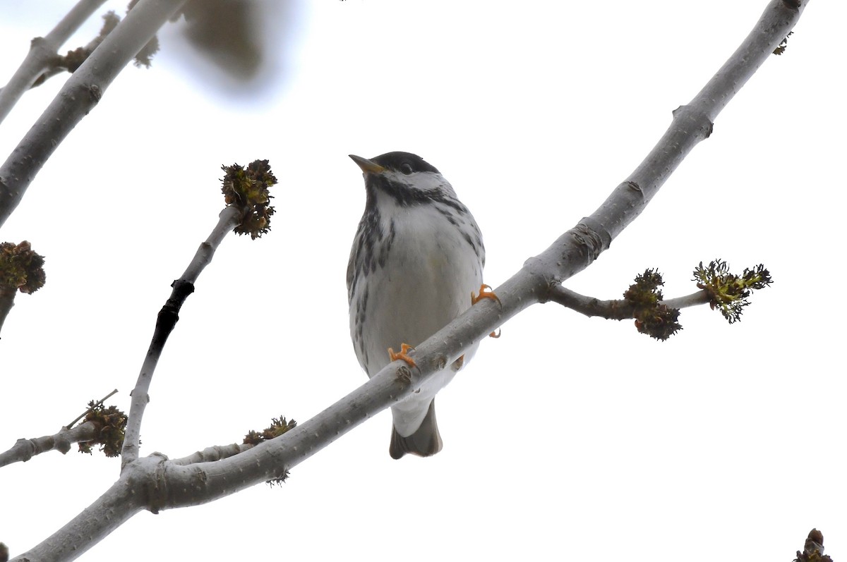 Blackpoll Warbler - ML158825031