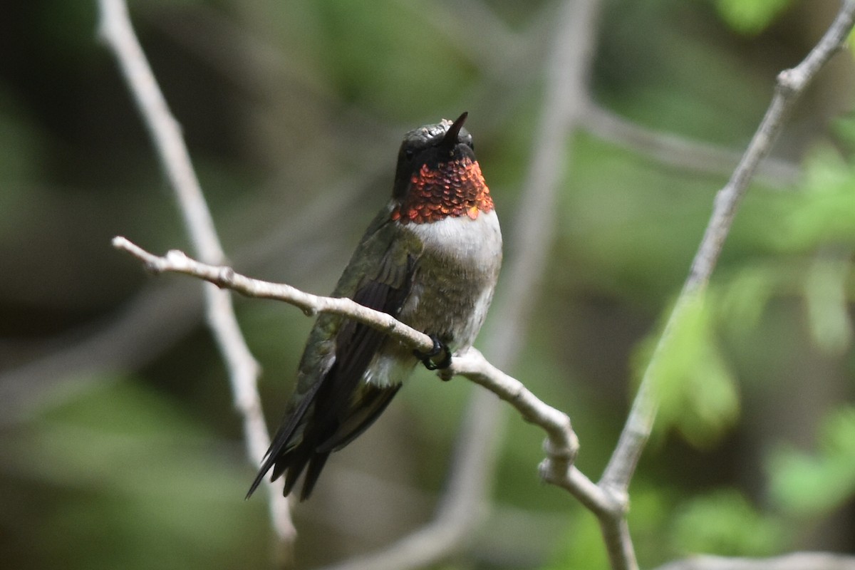 Ruby-throated Hummingbird - Caleb Strand
