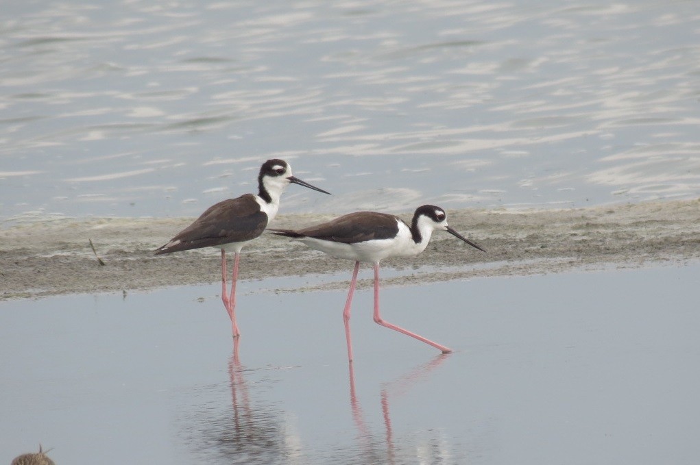 Black-necked Stilt - Maryury  Gomez