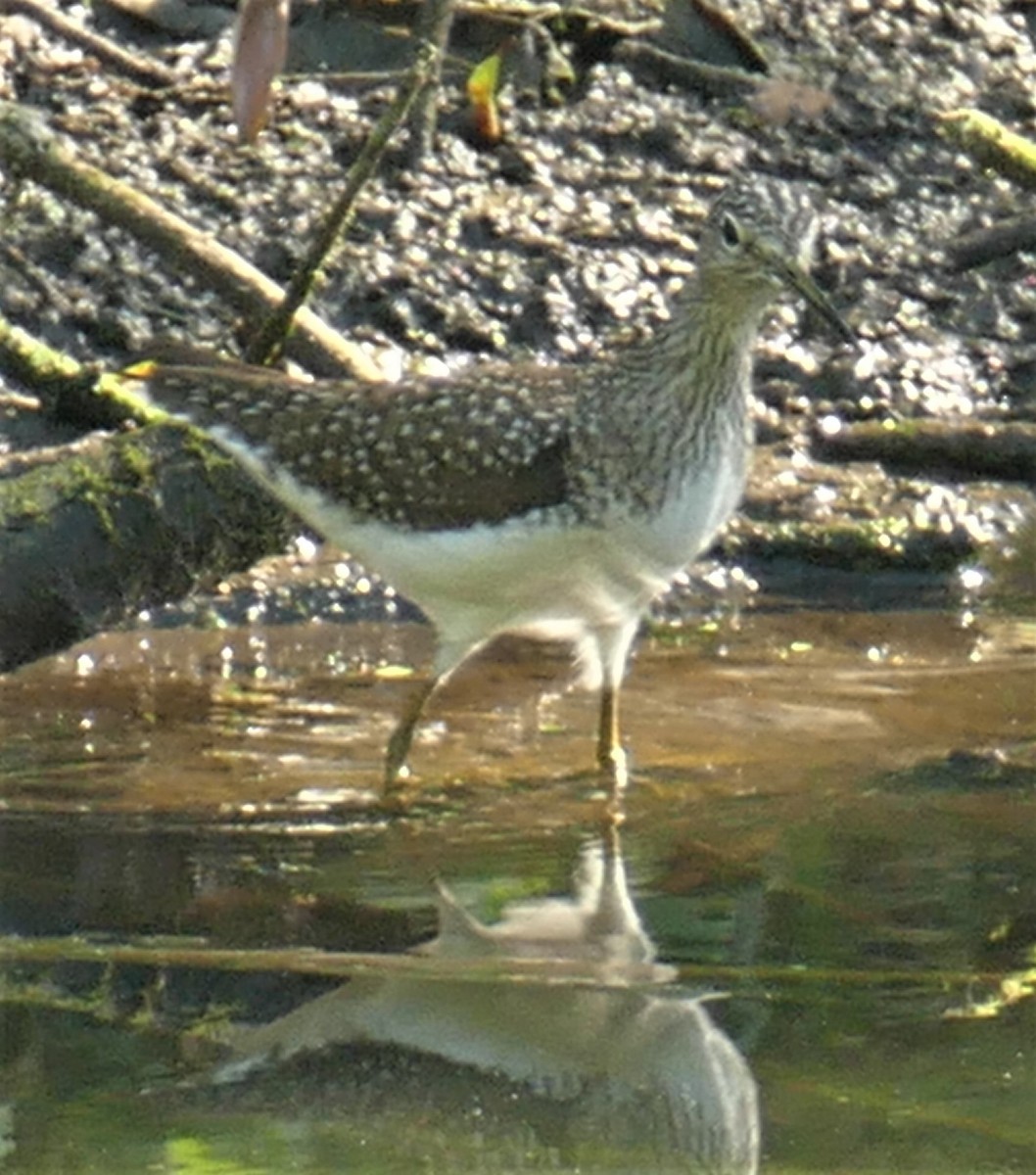 Solitary Sandpiper - ML158826881