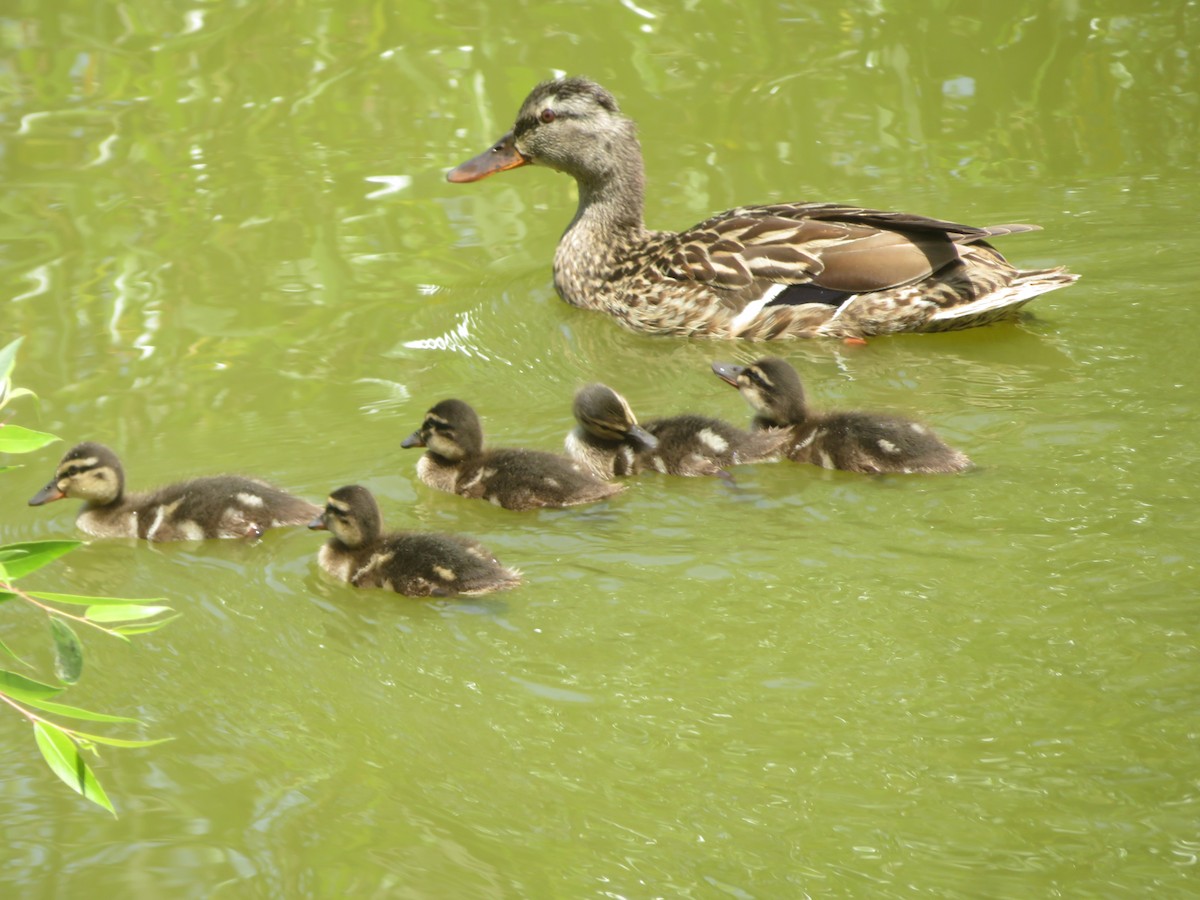 Mallard - TK Birder