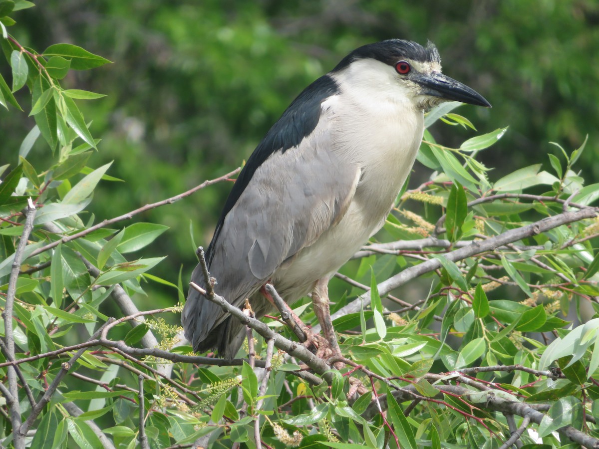 Black-crowned Night Heron - ML158828031