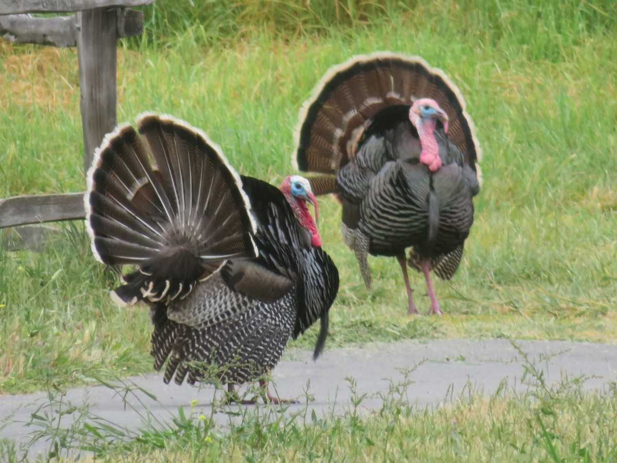 Wild Turkey - TK Birder