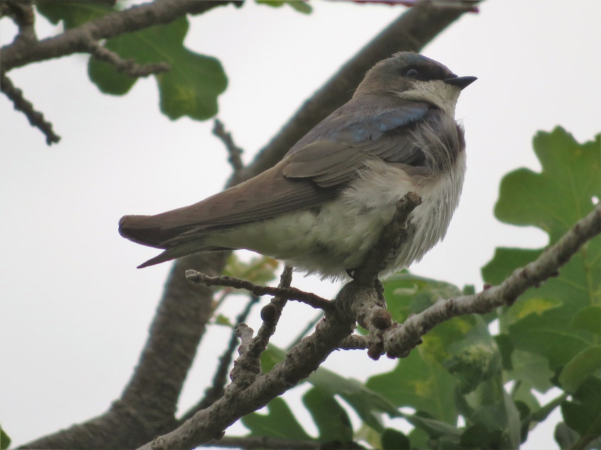 Golondrina Bicolor - ML158830371