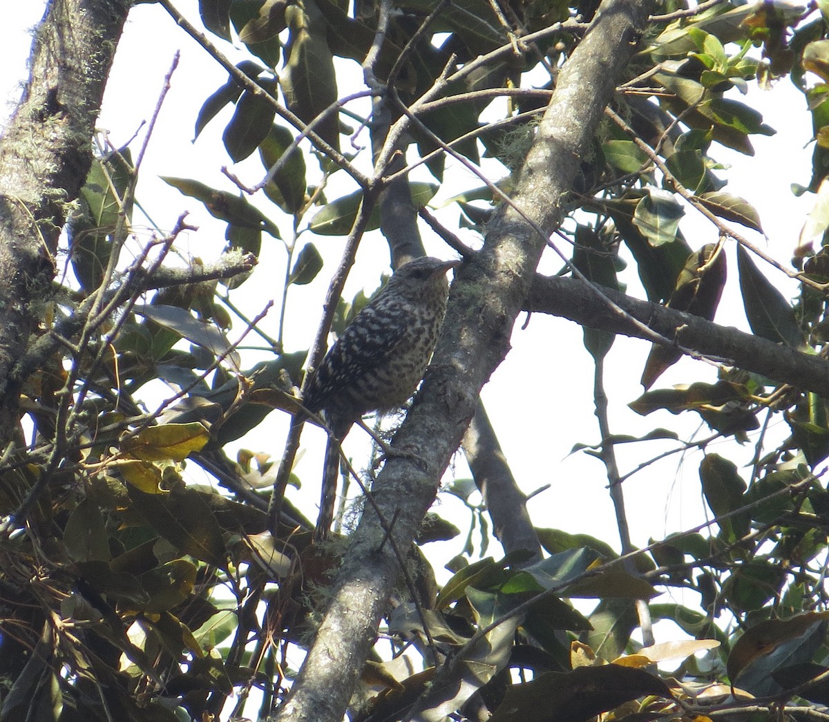 Gray-barred Wren - ML158831141