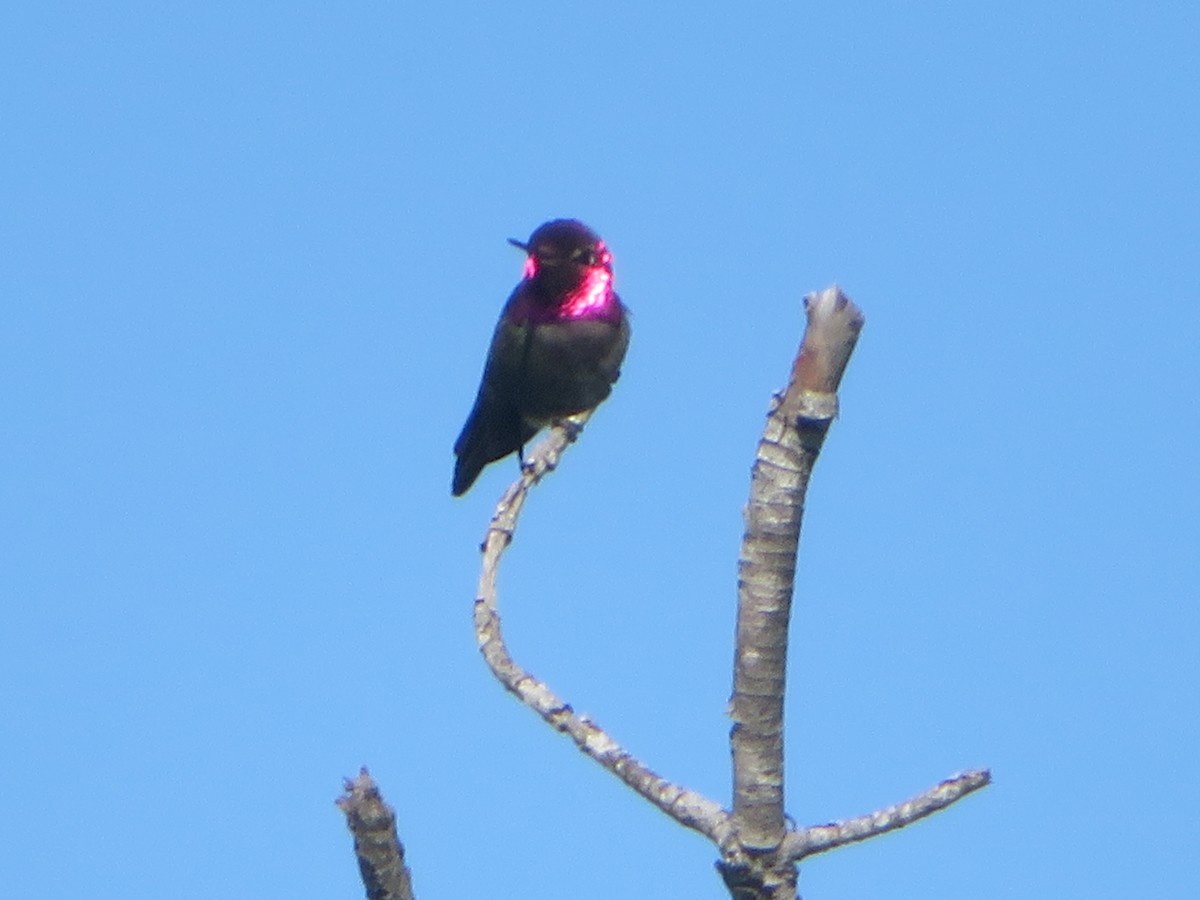 Colibrí de Anna - ML158831871