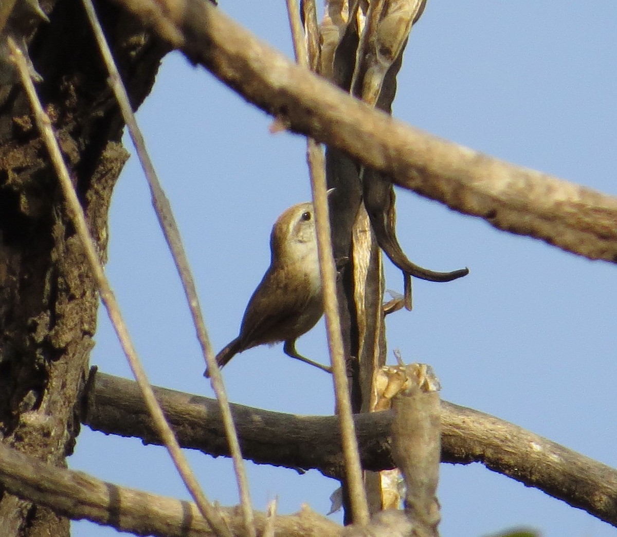 White-bellied Wren - ML158832101