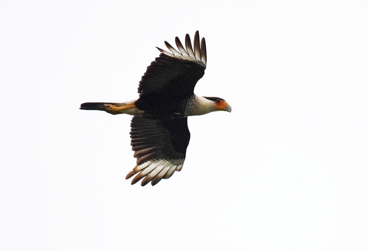 Crested Caracara (Northern) - ML158833851