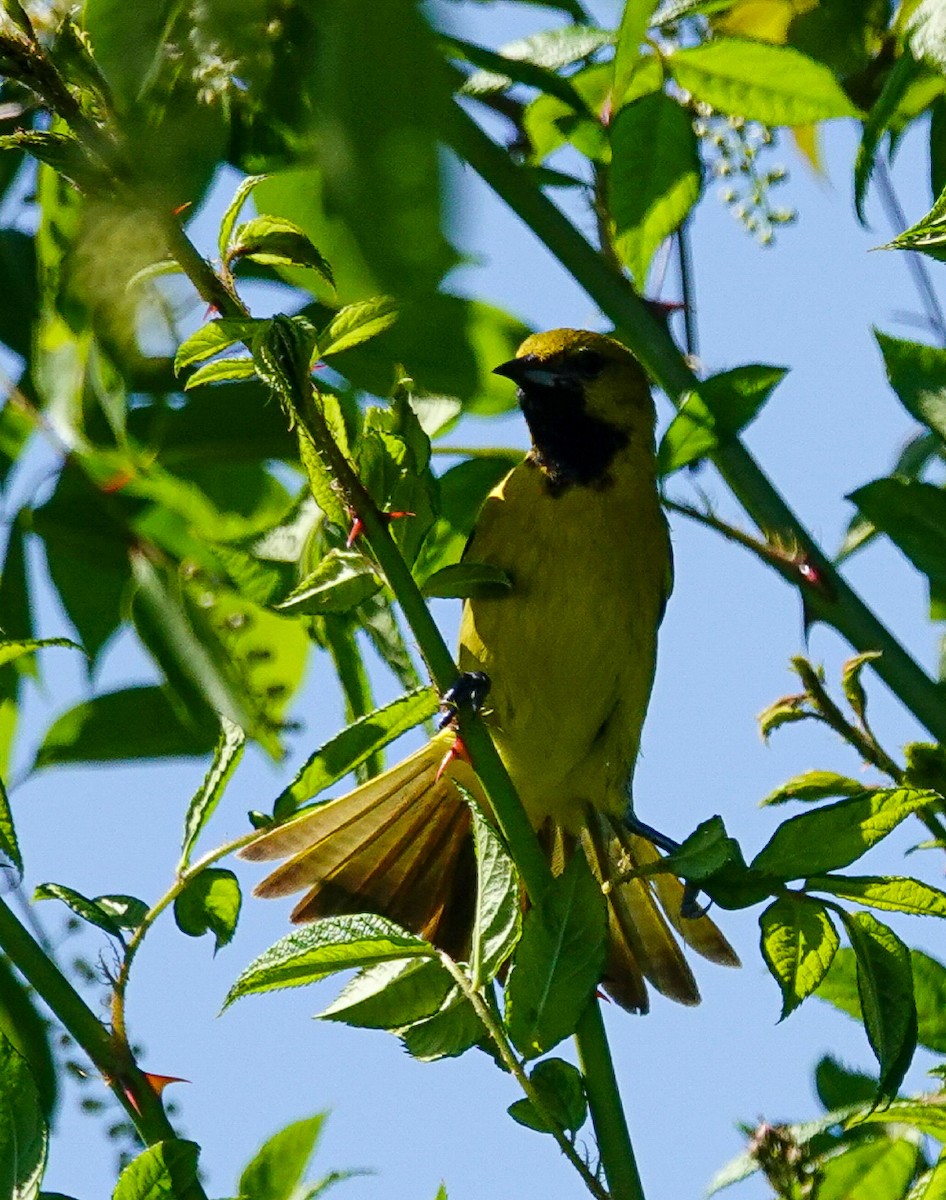 Orchard Oriole - ML158835371