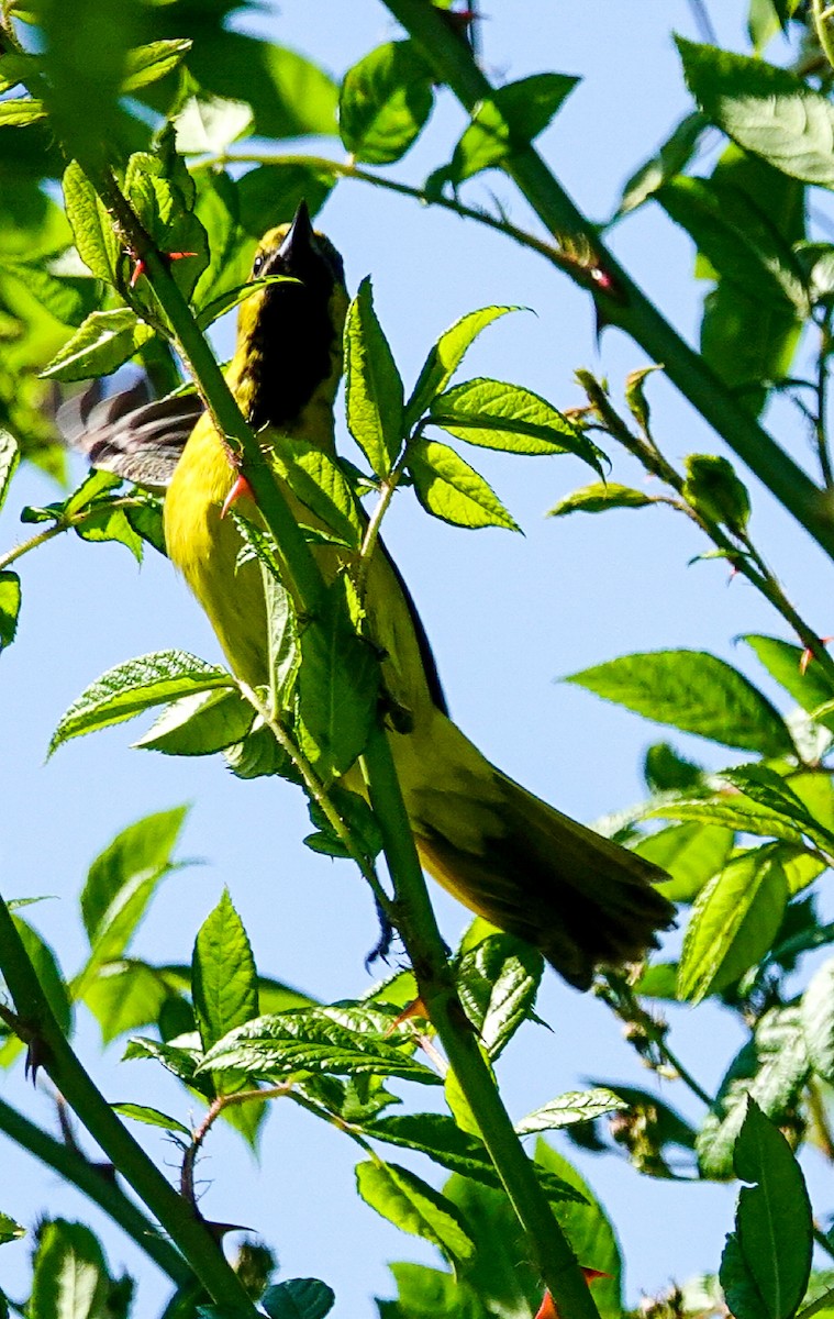Orchard Oriole - ML158835381
