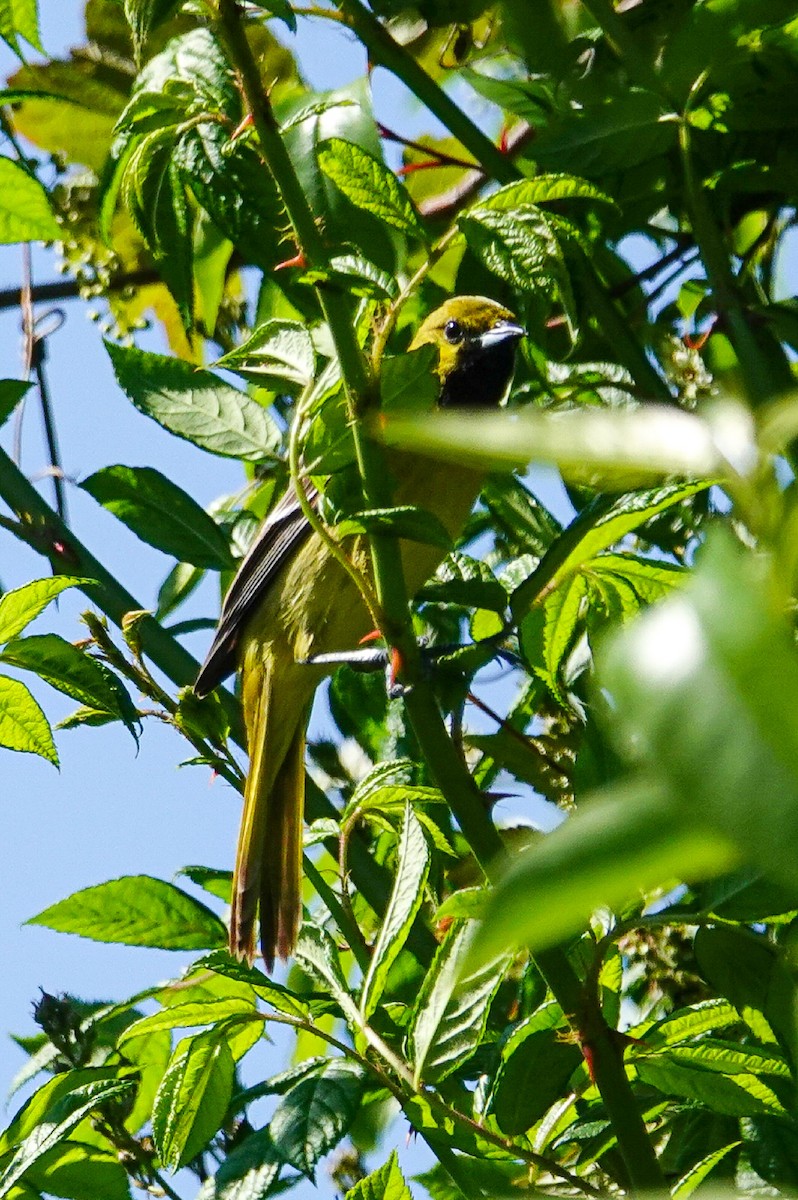 Orchard Oriole - ML158835391